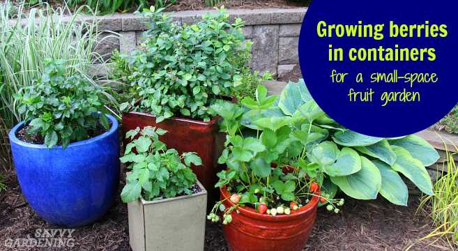 3. Planting Bramble Plants