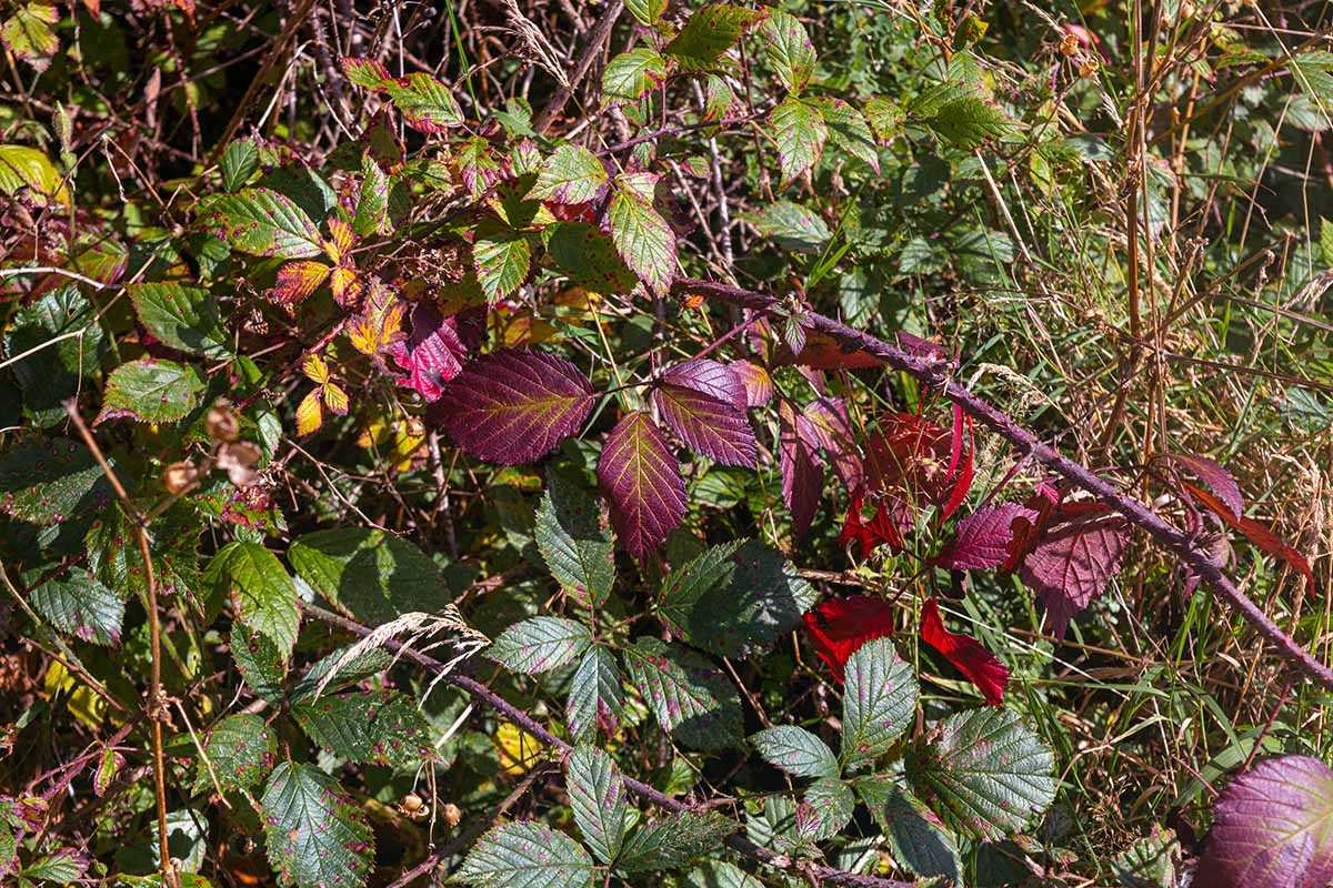 Propagating Brambles: Methods and Techniques