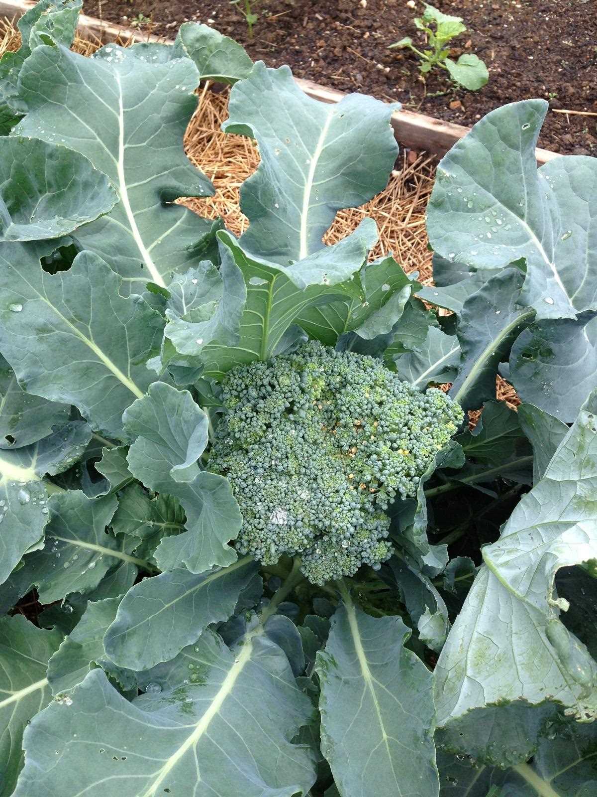 1. Roasted Broccoli with Parmesan