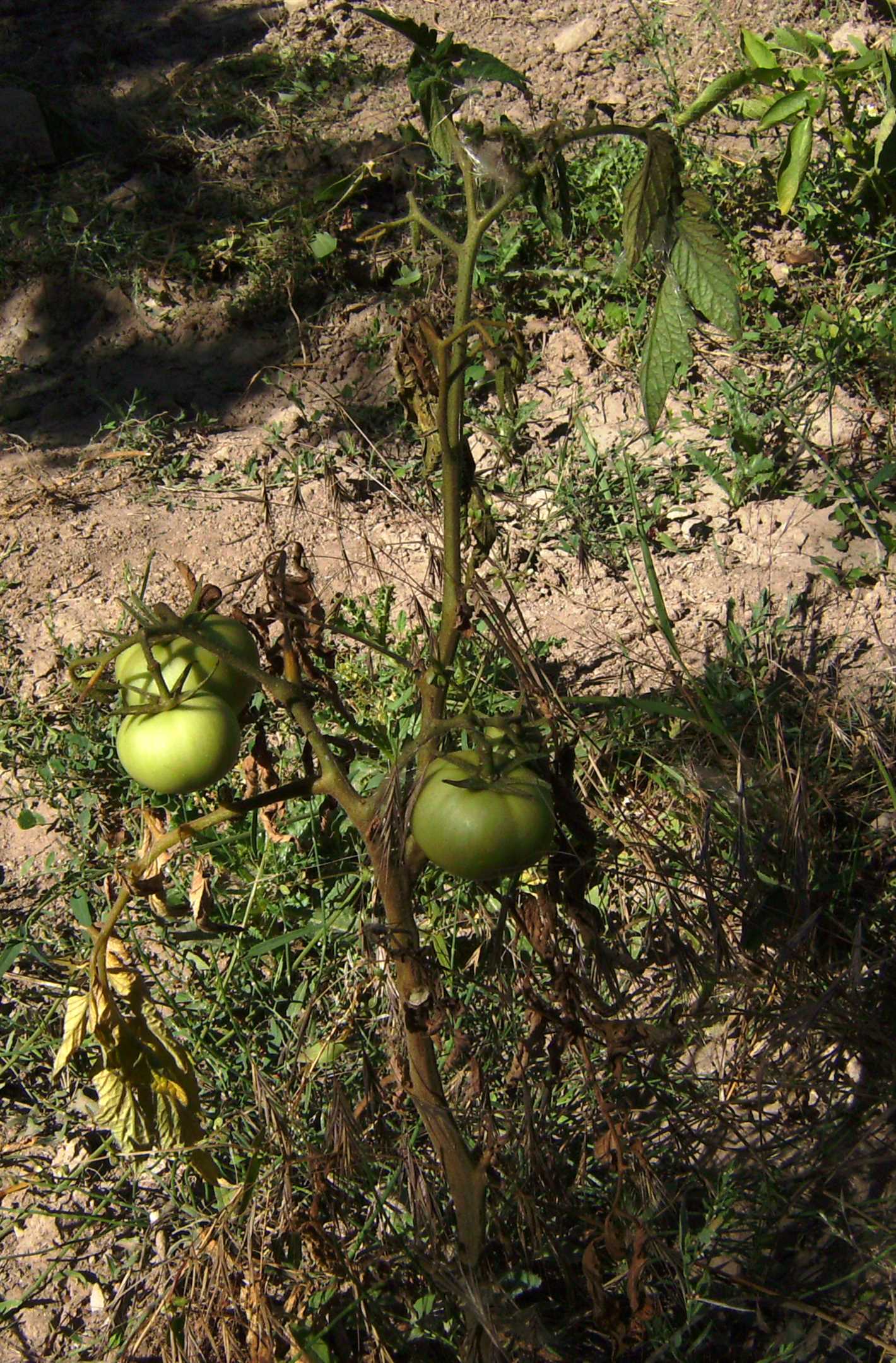 2. Plant Spacing