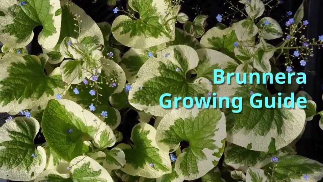 Growing Brunnera from Seeds