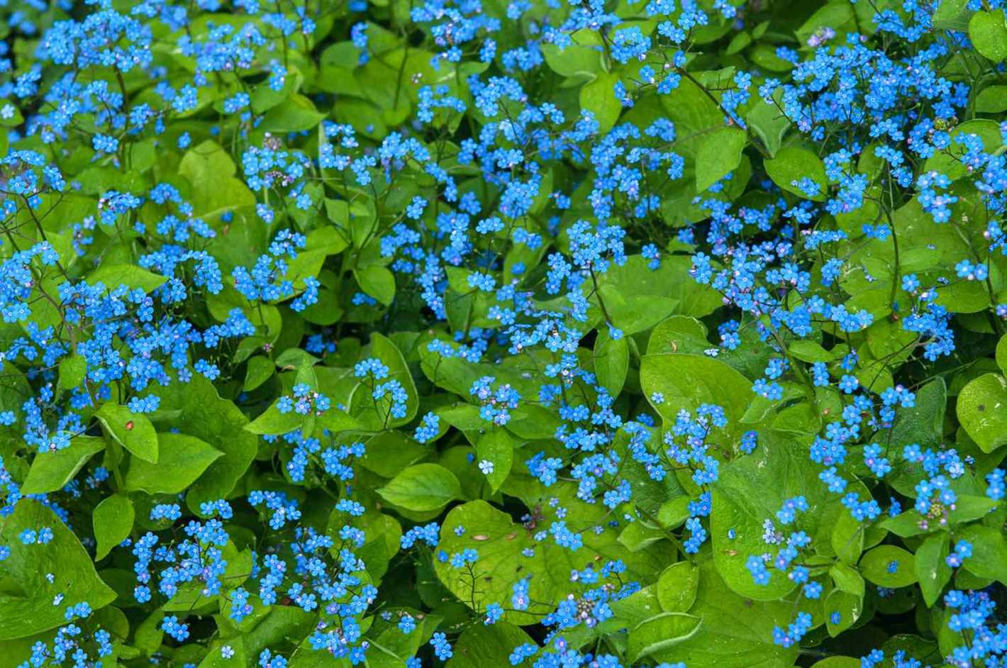 Propagating Brunnera