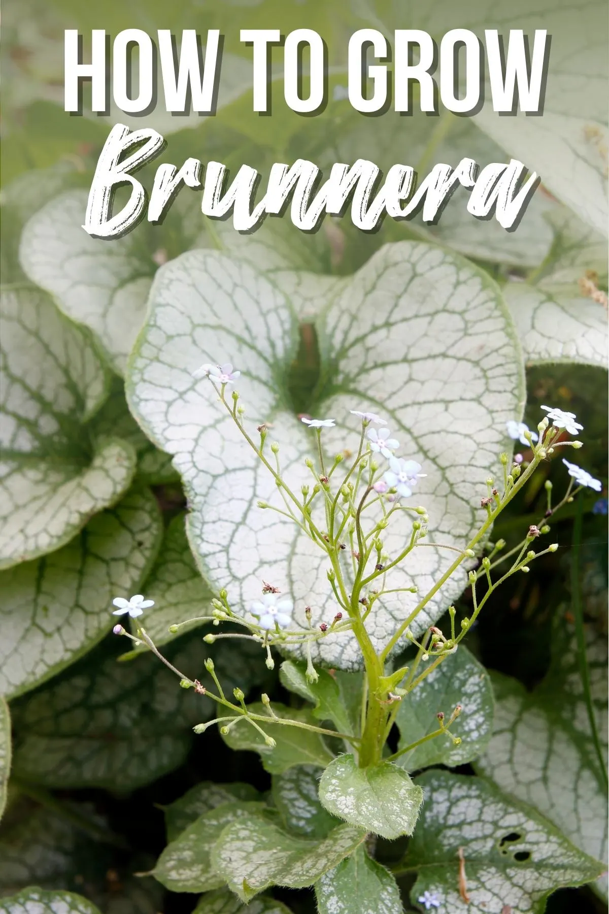 Brunnera: A Guide to Growing from Seeds, Types, and Varieties