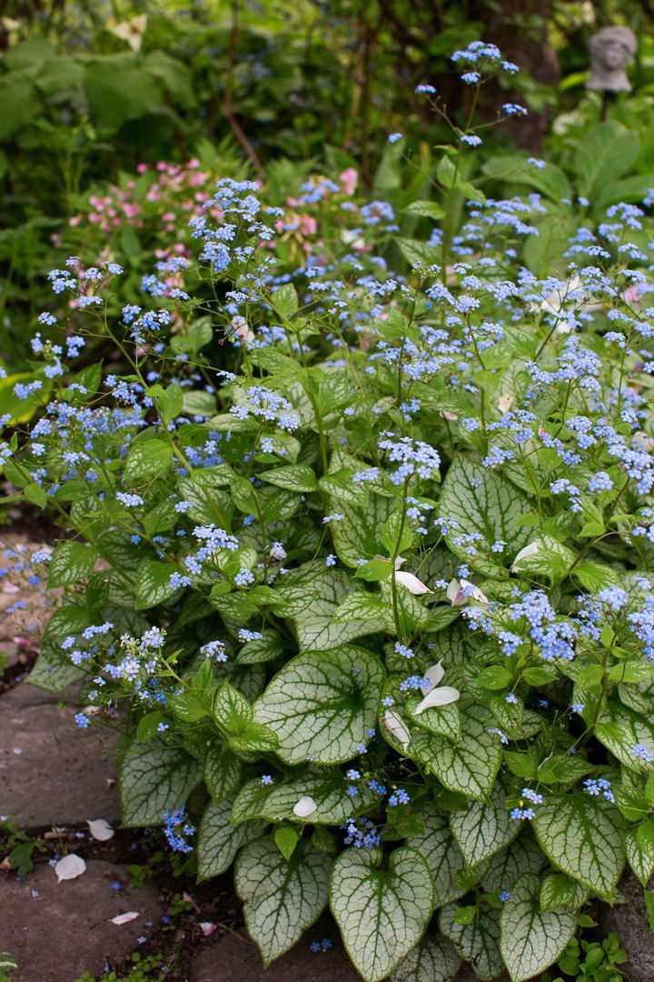 Planting Brunnera