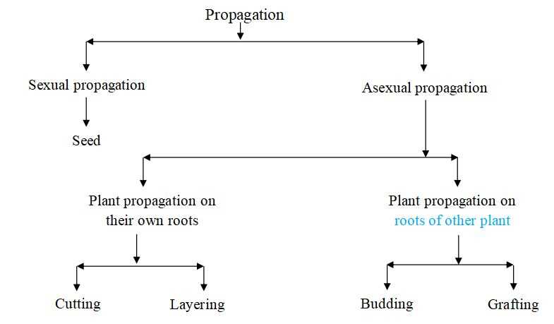 Bubblegum: Cultivation, Propagation, Species and Varieties