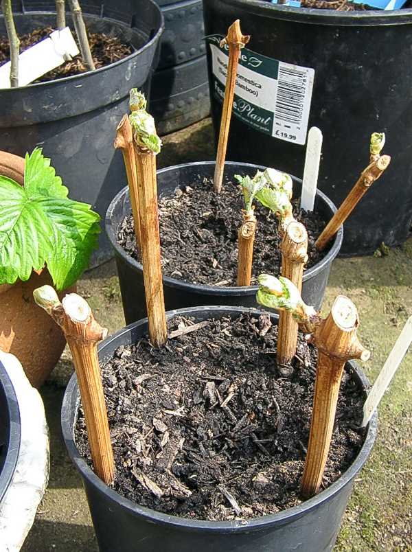 Step 3: Wrapping the Cuttings