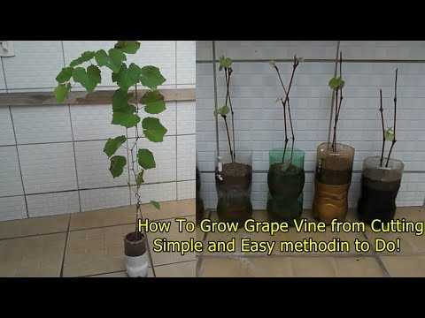 The Burrito Method: Simplifying Grape Propagation