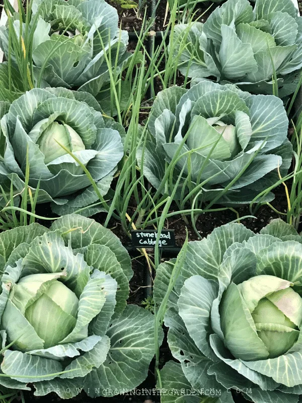 Transplanting Cabbage Seedlings to the Garden