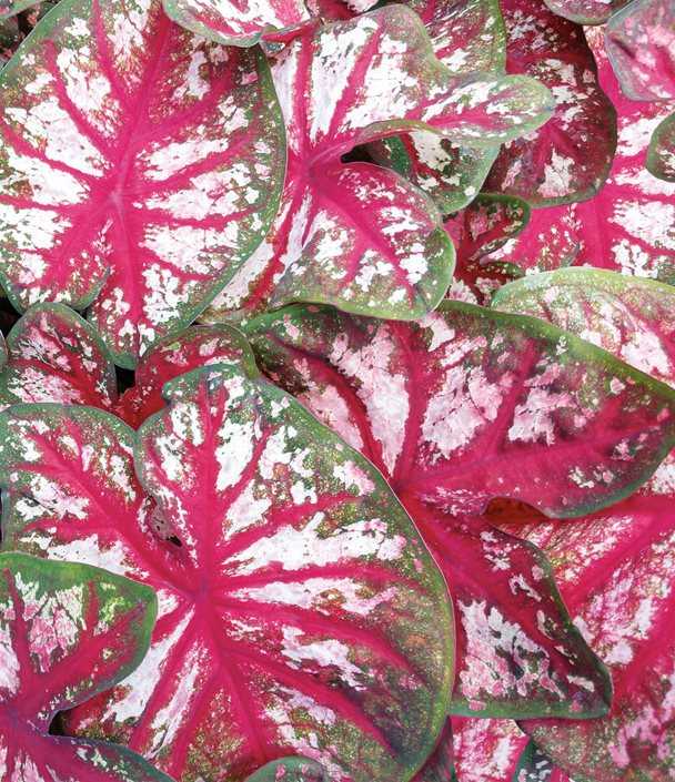 Caladium Care and Reproduction: A Complete Guide