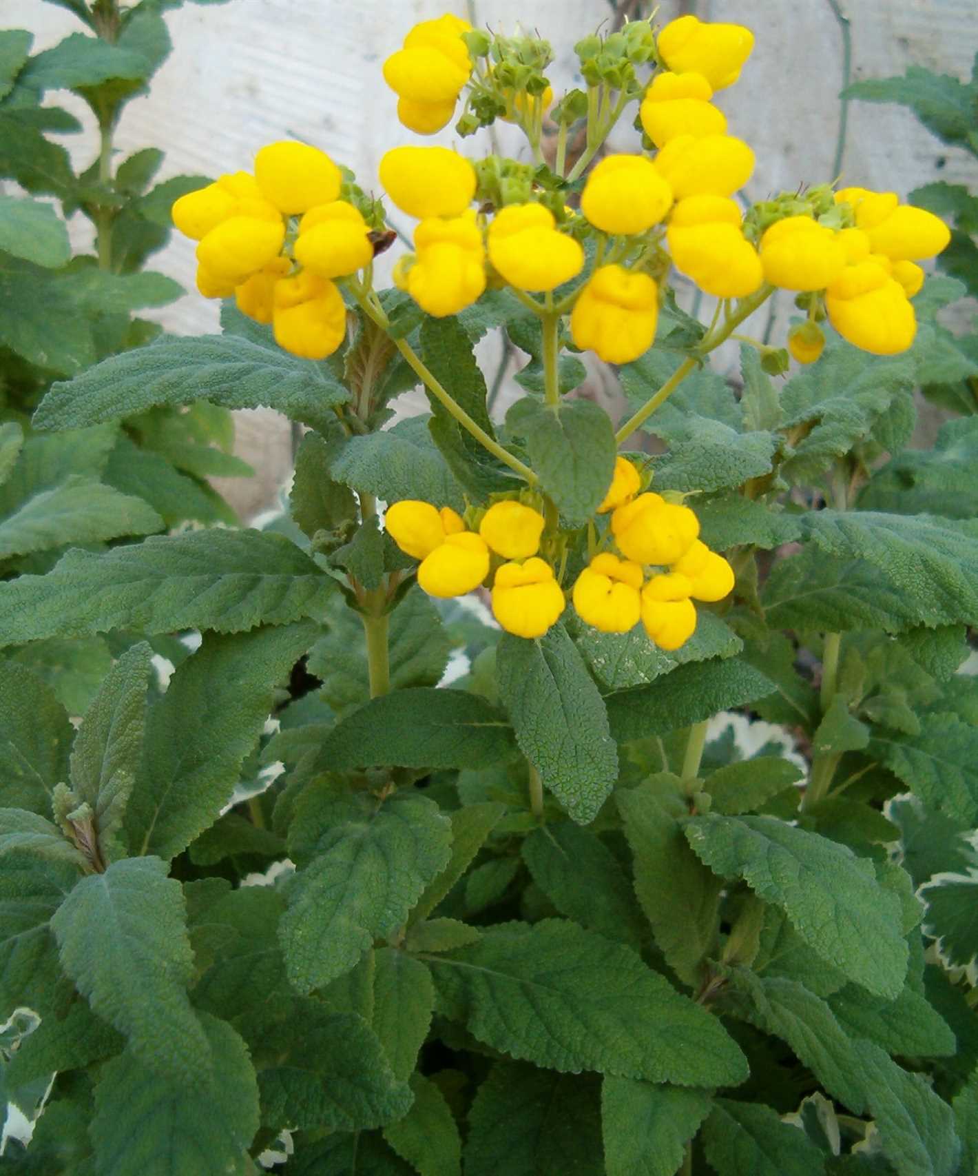 6. Calceolaria Crenatiflora