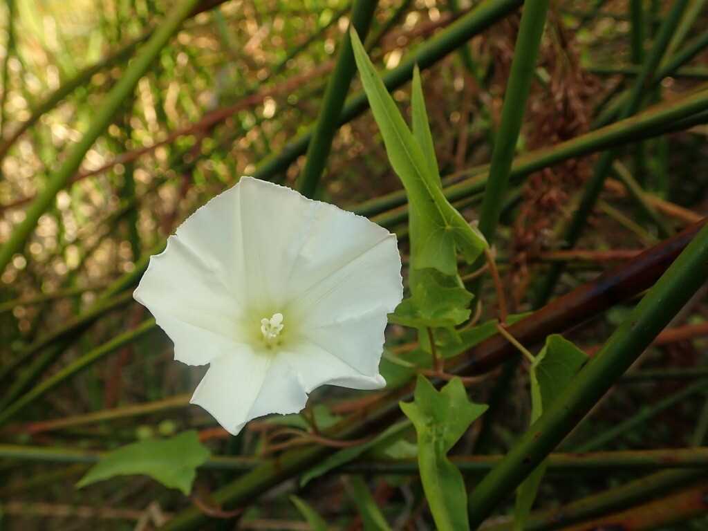 Planting Calystegia (Morning Glory) in Your Garden