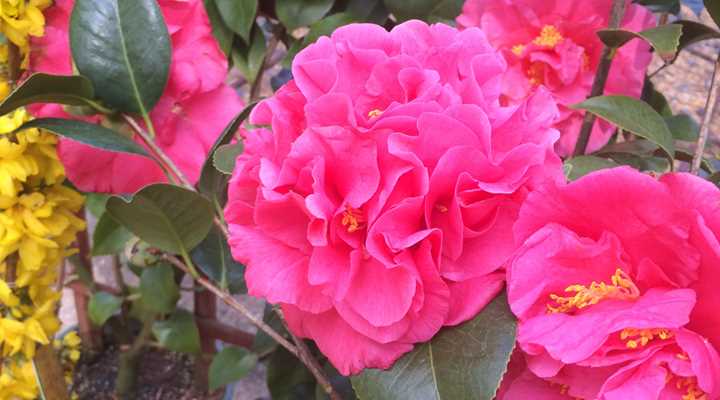 When to Prune Camellias