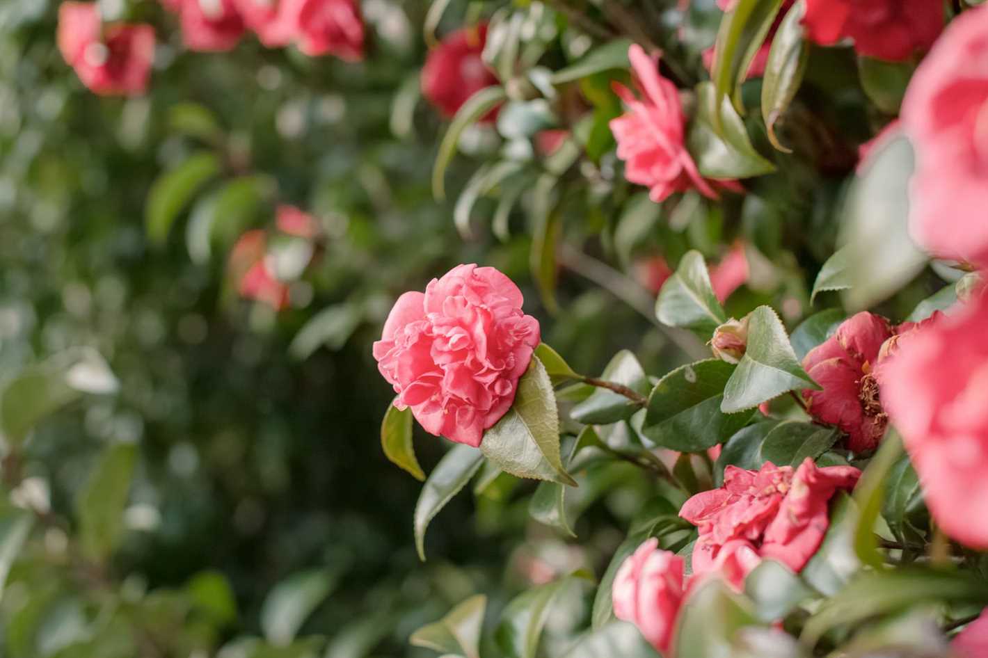 Shaping Camellias