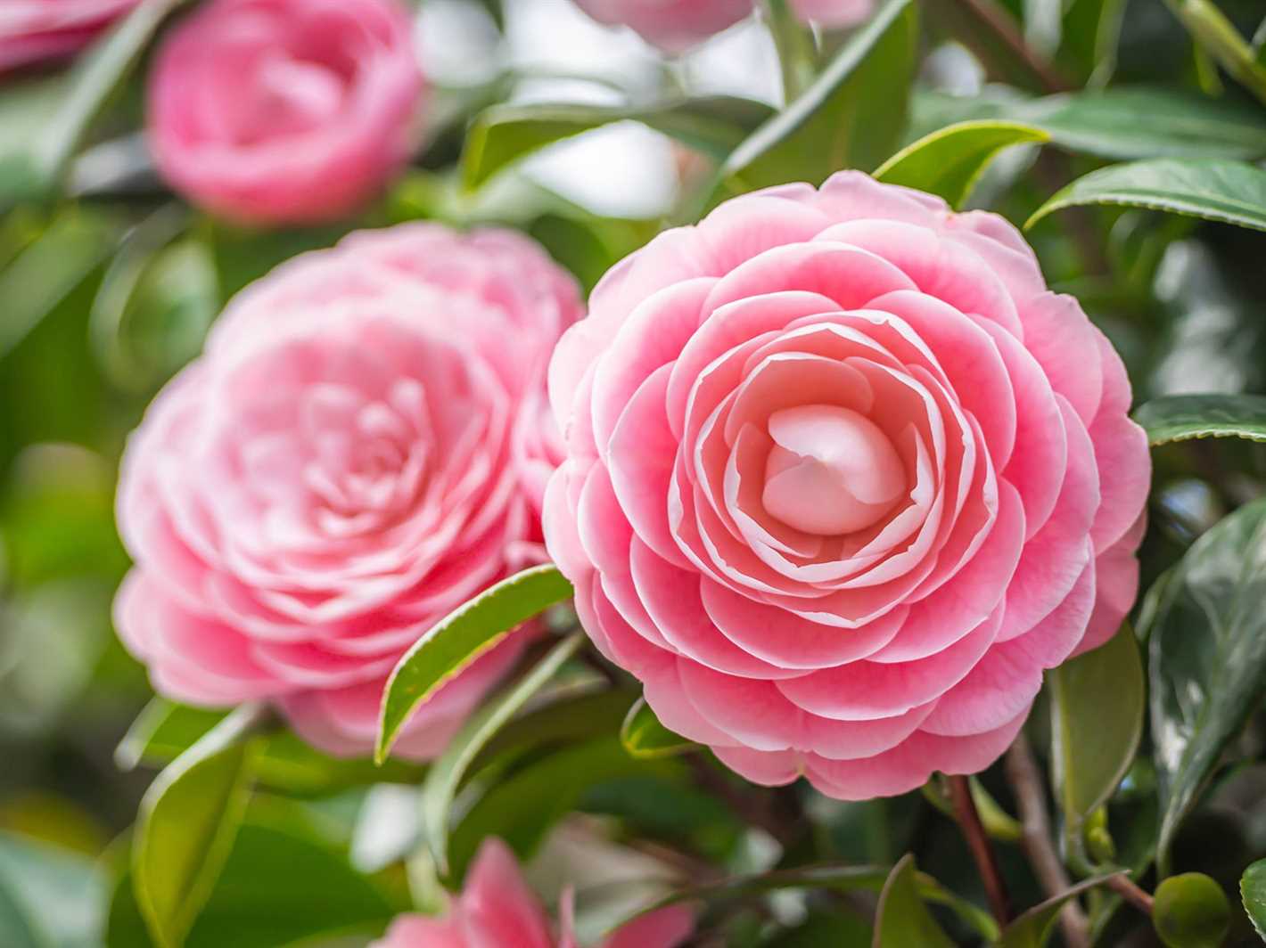 Popular Camellia Species