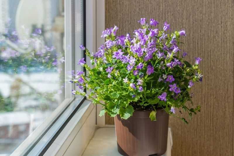 10. Enjoying Campanula