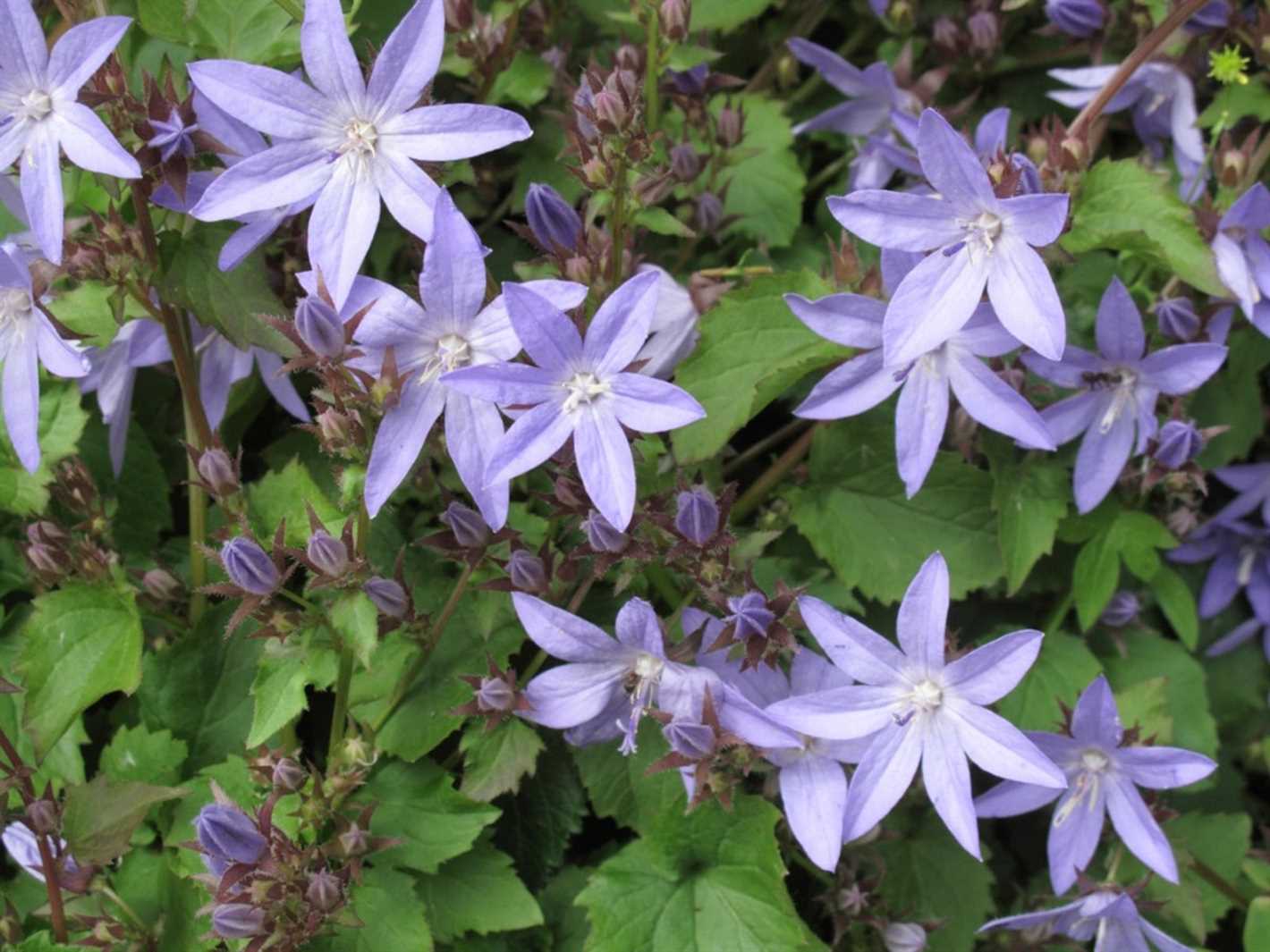 Campanula: Growing at Home Tips for Planting and Caring for Campanula