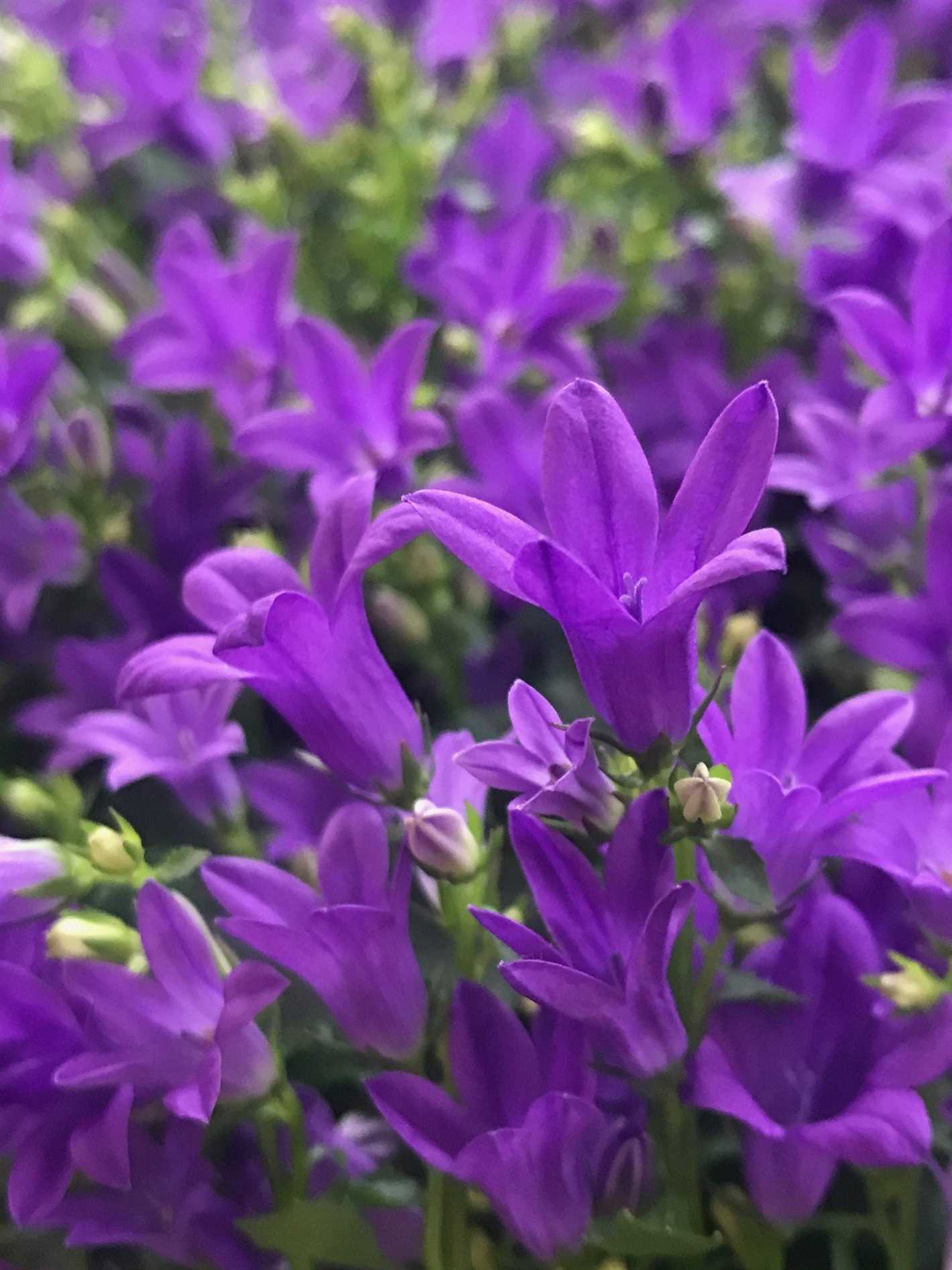 Planting Campanula