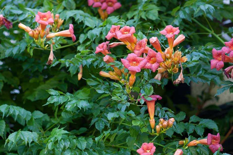 campsis planting and care propagation species and hpuyo5qd