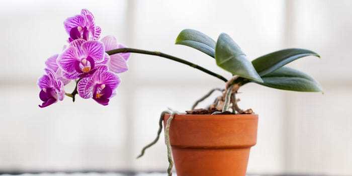 care for a young orchid how to water and what fe drmwvjne