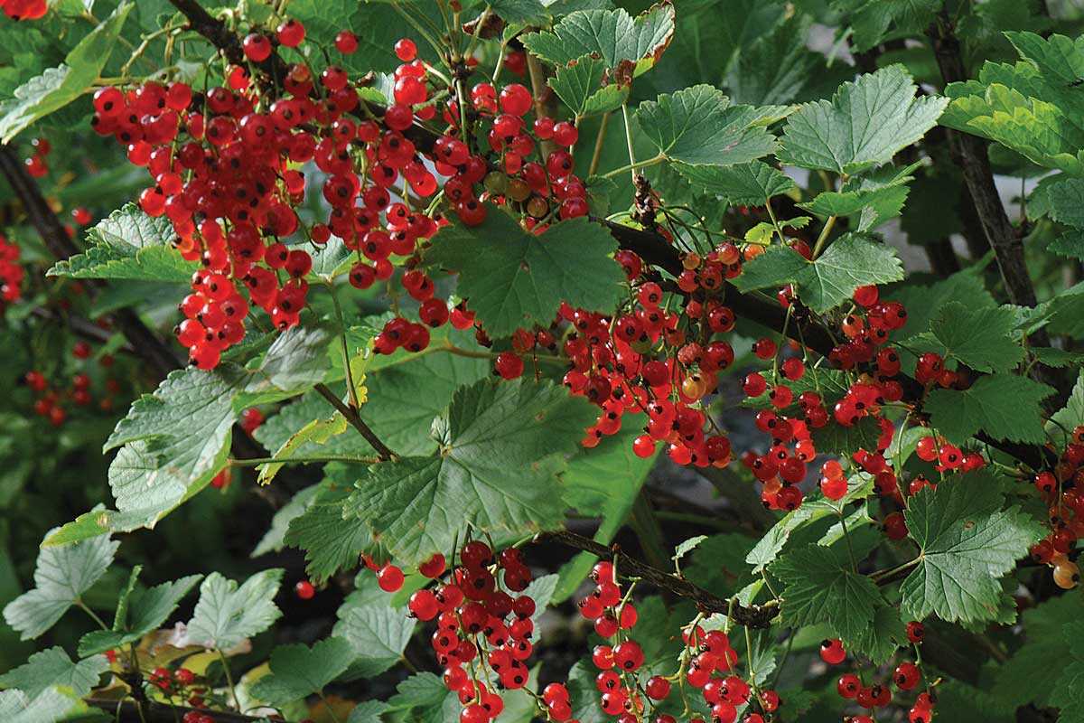 Care for Currants After Fruiting