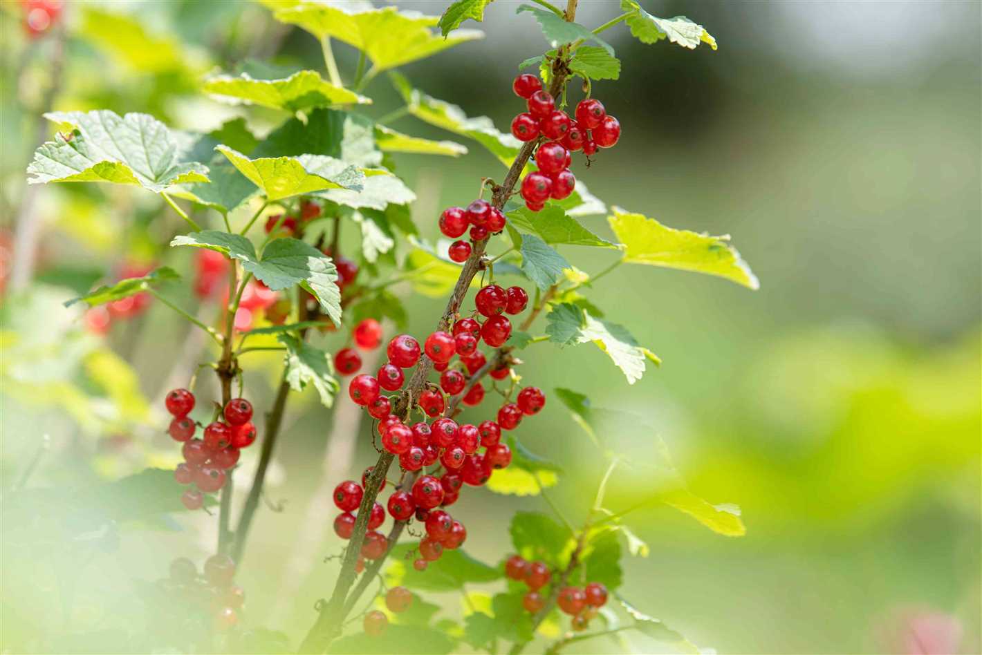 3. Cut Back Long and Leggy Branches