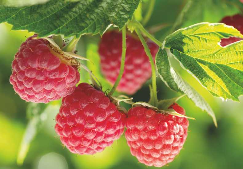 Storing and Preserving the Berries