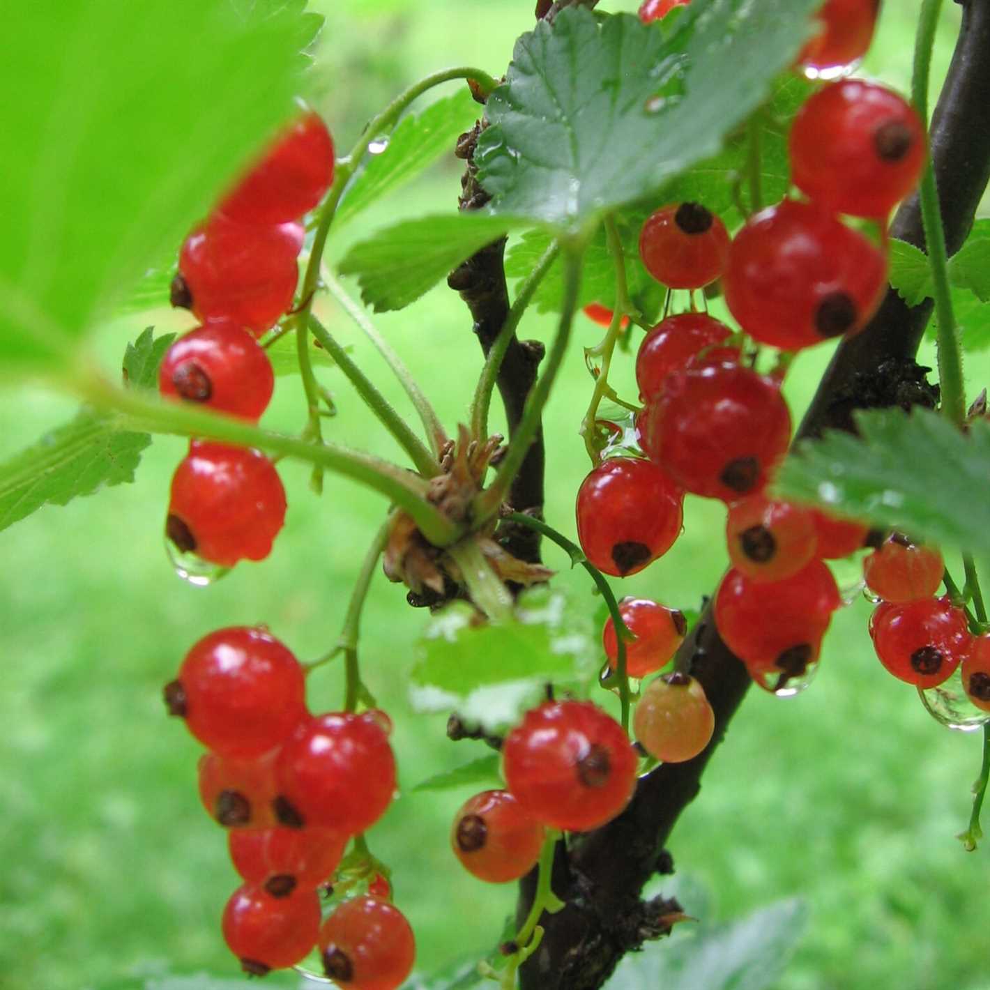 Disease Prevention: Protecting Your Currant Plants from Common Infections