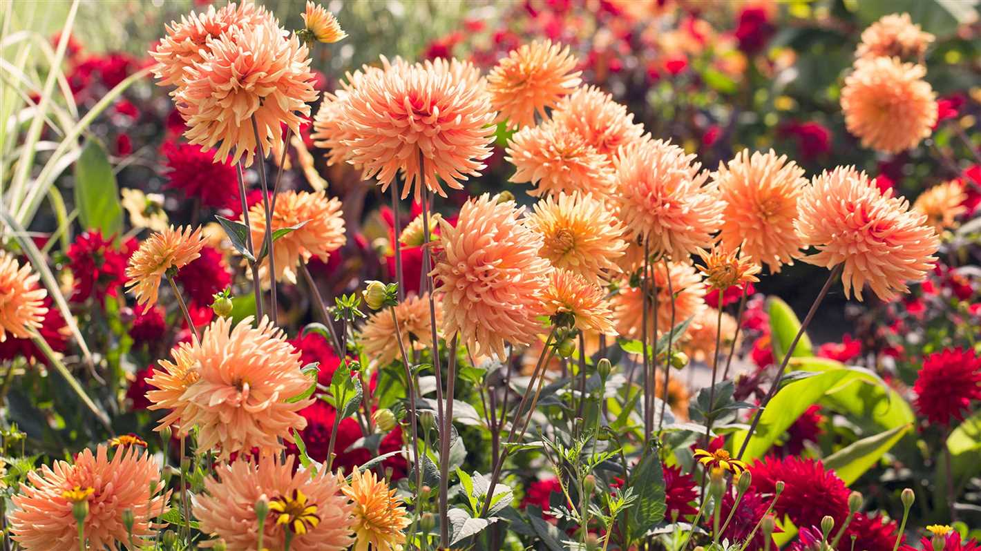 Providing Adequate Shade for Delicate Flowers