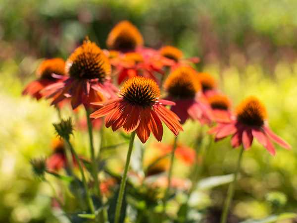 Tools for Pruning and Deadheading