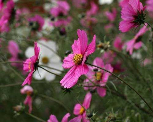 4. Avoid wetting the foliage