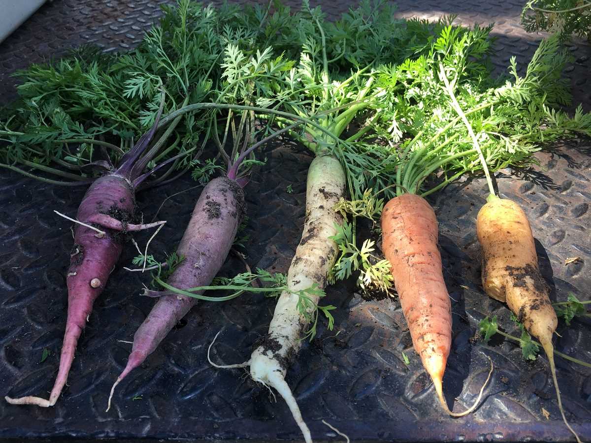 1. Choose the right carrot variety: