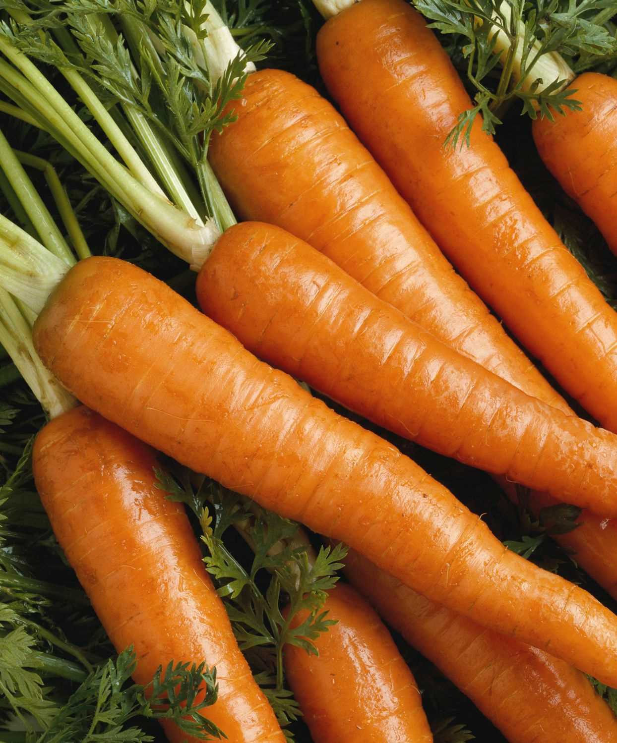 Popular carrot varieties for fall planting