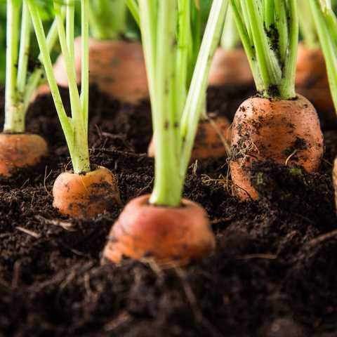 6. Create Raised Beds