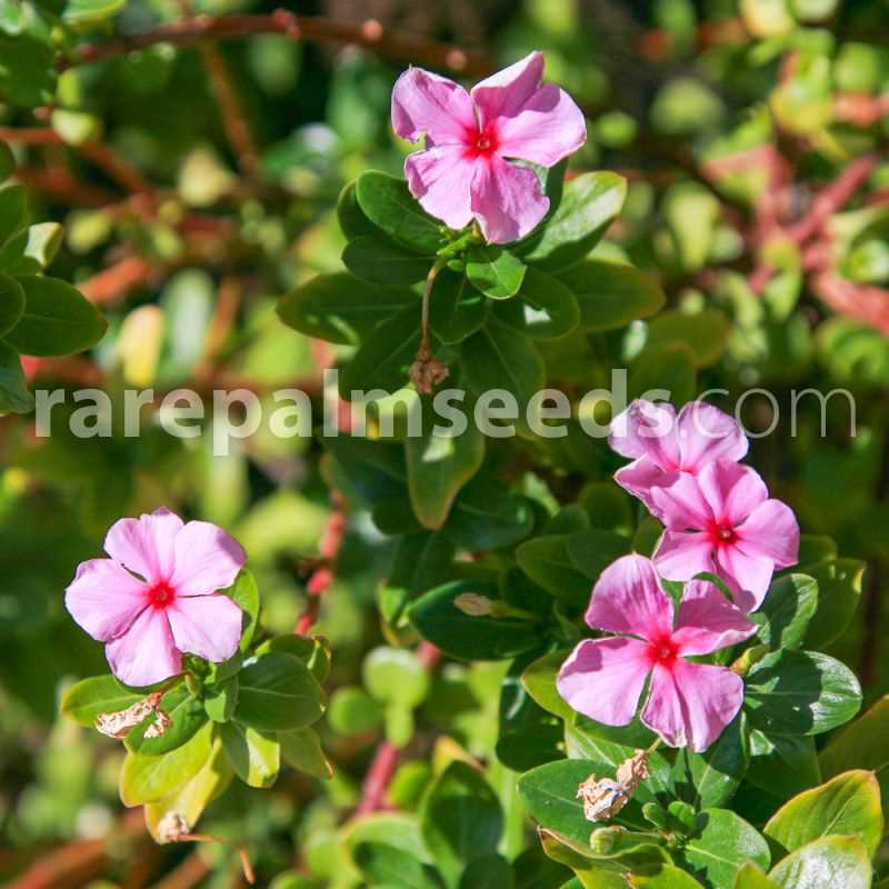 Catharanthus: How to Grow from Seeds, Types and Varieties