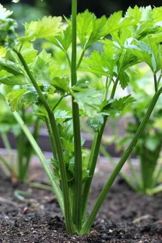 Harvesting and Storing Celery