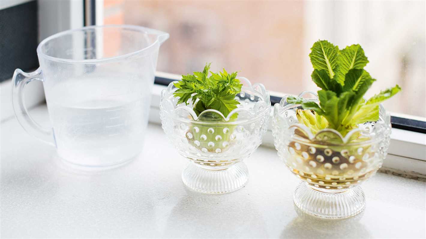 Growing Celery Indoors