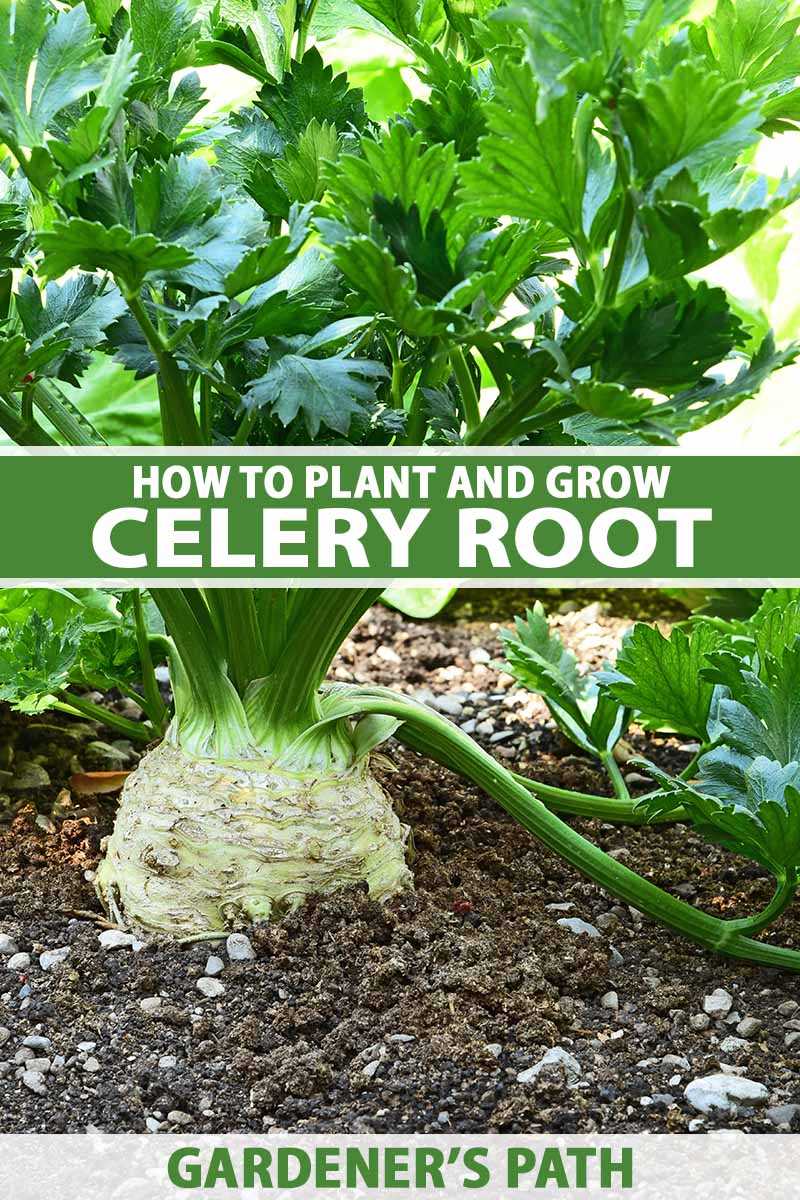 Why Grow Celery?