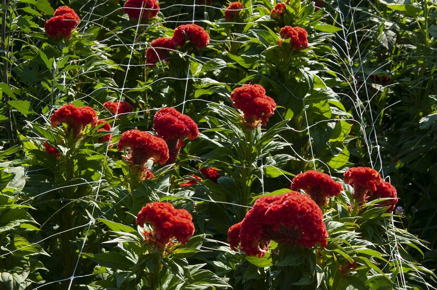 Pruning and Deadheading Celosia Crested