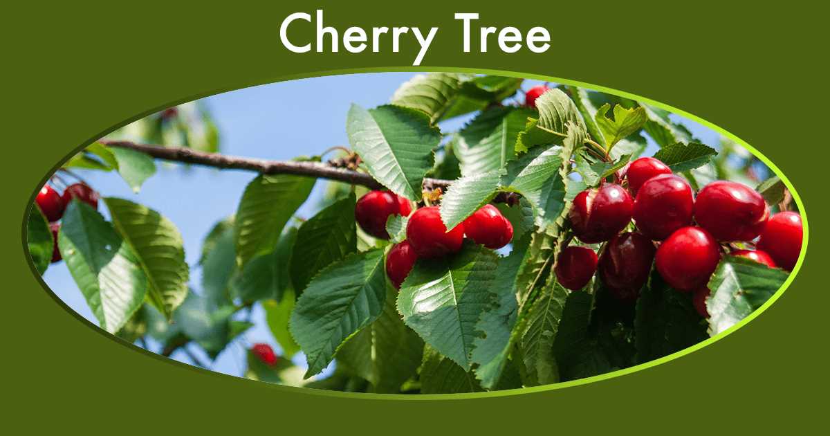 cherry cultivation in the garden types and varieti pjwr7j7t