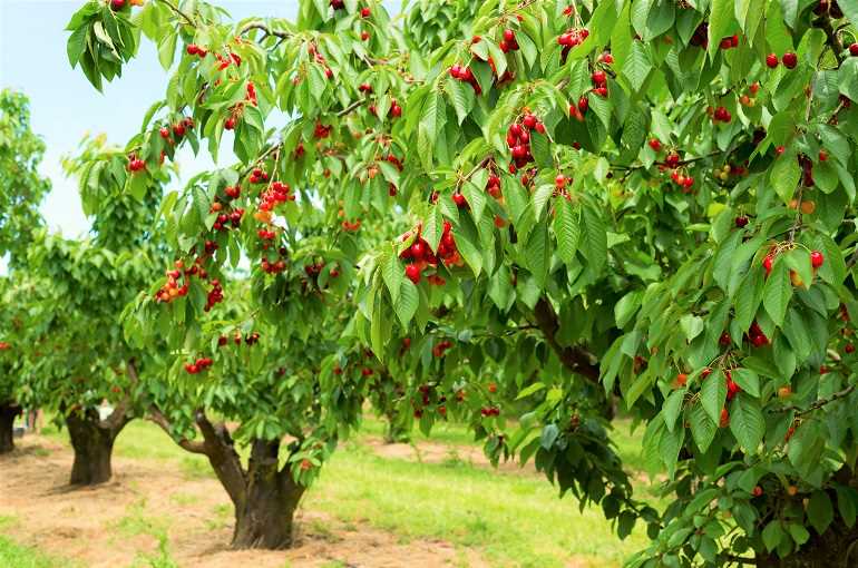 Growing Cherries in your own garden