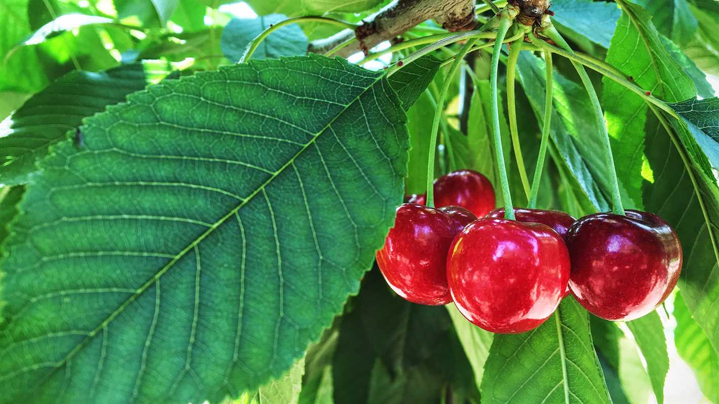 Planting cherries