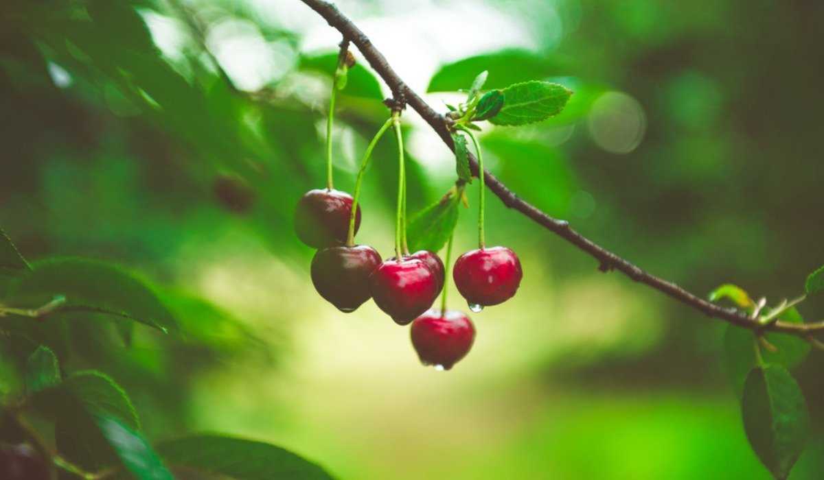 Harvesting and enjoying cherries