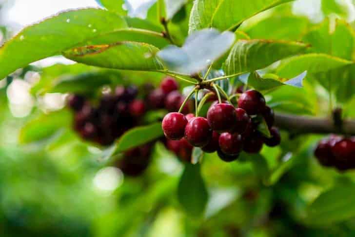 cherry growing in the garden types and varieties dqylq8qn