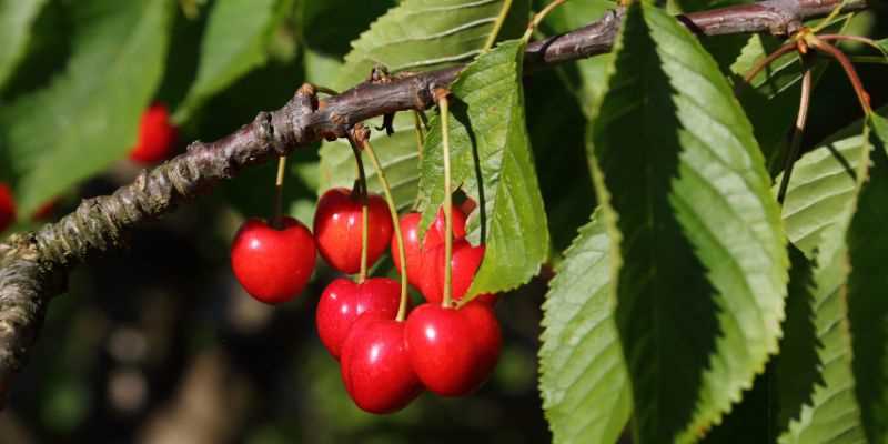 Cherry Pests and Diseases