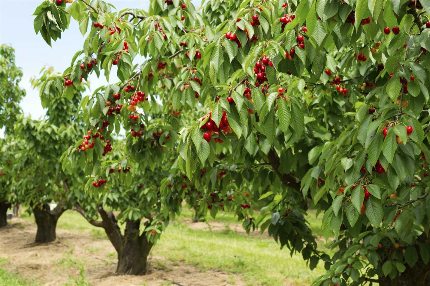 Growing Sour Cherry