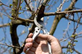 1. Over-pruning