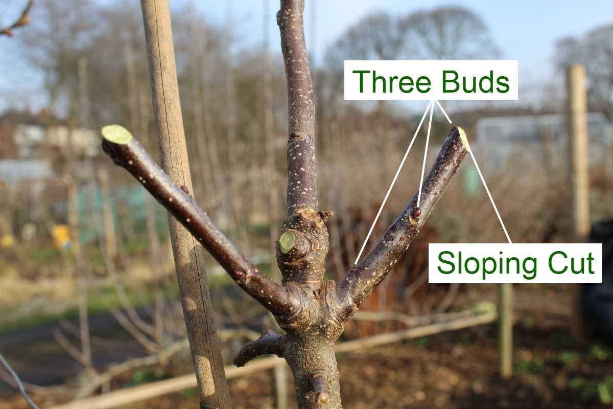 Over Pruning Cherry Trees: Signs and Remedies
