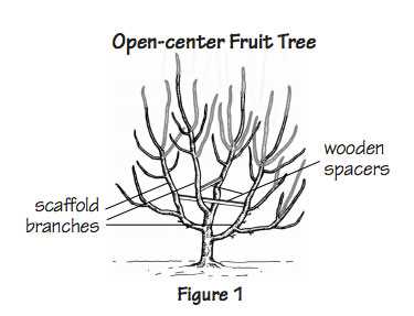 Recommendations for Pruning Cherry Trees
