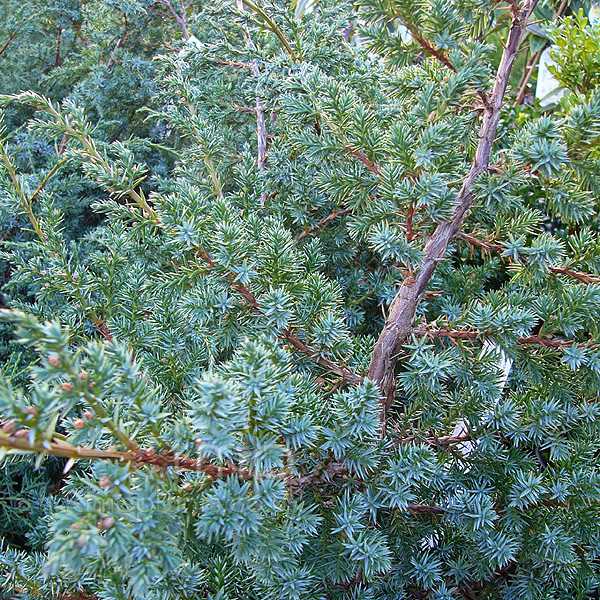 The Benefits of Chinese Blue Alps Juniper with Mycorrhiza for Other Plants