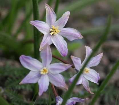 Harvesting Chionodoxa Bulbs